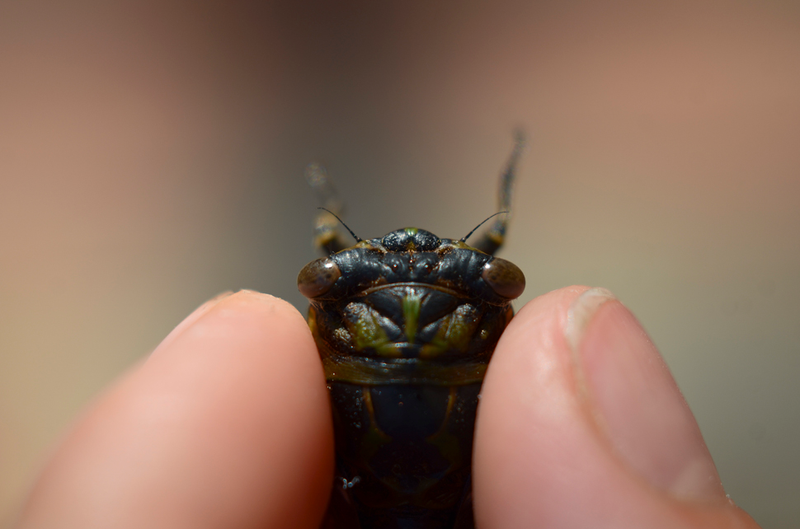 Illustration for article titled Shooting Challenge: Bugs 1
